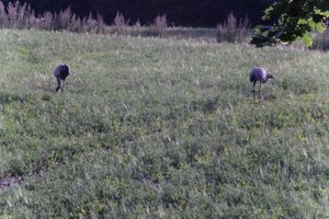 DSCF5226.JPG