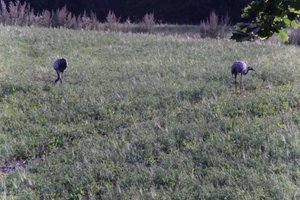 DSCF5227.JPG