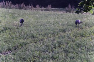 DSCF5228.JPG