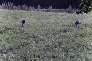 DSCF5229.JPG