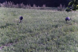 DSCF5230.JPG