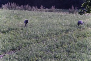 DSCF5231.JPG