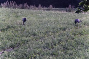 DSCF5233.JPG