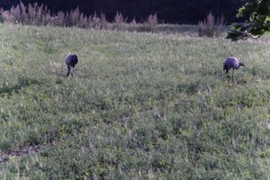 DSCF5234.JPG