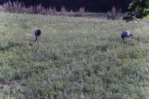 DSCF5235.JPG