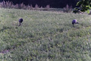 DSCF5236.JPG