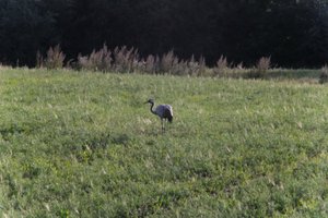 DSCF5238.JPG
