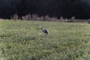 DSCF5239.JPG