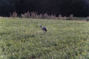 DSCF5240.JPG