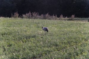 DSCF5241.JPG