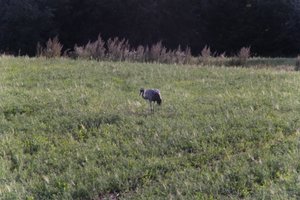 DSCF5242.JPG