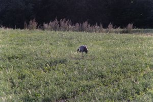 DSCF5246.JPG
