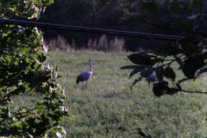 DSCF5265.JPG