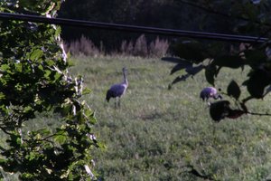 DSCF5268.JPG