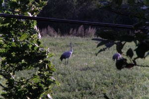 DSCF5270.JPG
