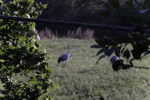 DSCF5271.JPG