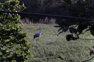 DSCF5274.JPG