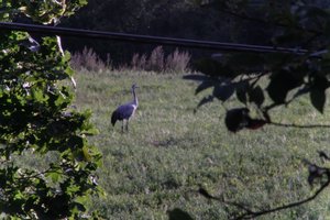 DSCF5276.JPG