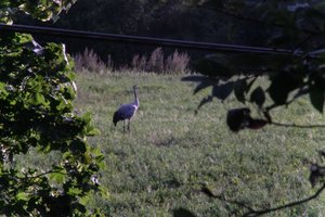 DSCF5277.JPG