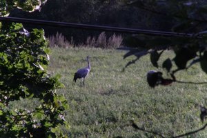 DSCF5278.JPG