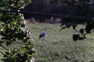 DSCF5282.JPG