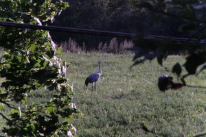 DSCF5283.JPG