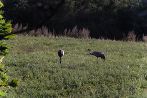 DSCF5288.JPG