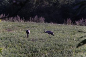 DSCF5290.JPG