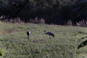 DSCF5291.JPG