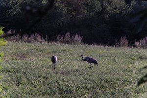 DSCF5293.JPG