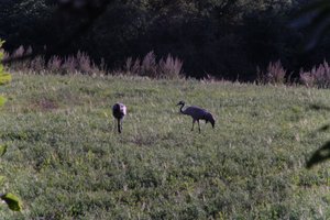 DSCF5296.JPG