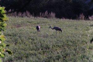 DSCF5305.JPG