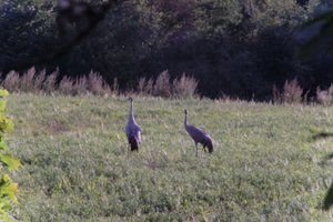 DSCF5308.JPG