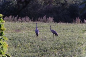 DSCF5310.JPG