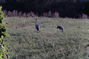 DSCF5312.JPG