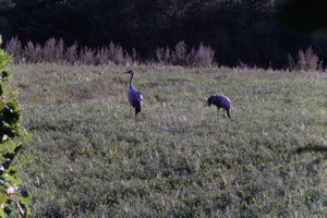 DSCF5315.JPG
