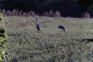 DSCF5316.JPG