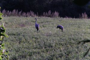 DSCF5317.JPG