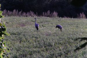 DSCF5318.JPG