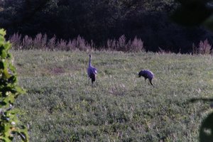 DSCF5321.JPG