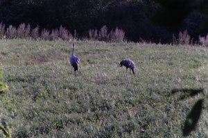 DSCF5323.JPG