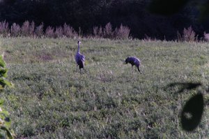 DSCF5324.JPG