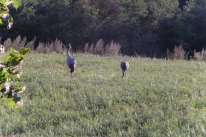 DSCF5328.JPG