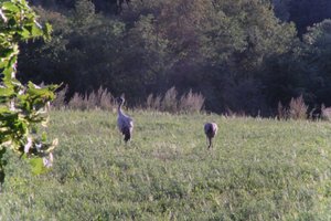 DSCF5331.JPG