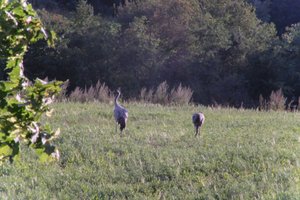 DSCF5332.JPG