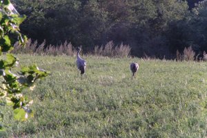 DSCF5336.JPG