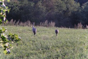 DSCF5338.JPG