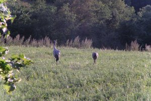 DSCF5339.JPG