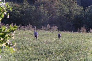 DSCF5341.JPG