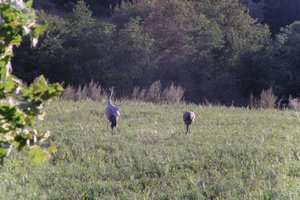 DSCF5345.JPG